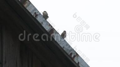 一群鸟，麻雀正坐在<strong>老屋</strong>顶上.. 鸟儿坐在屋顶上。 麻雀在一次